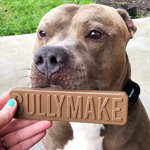 Bullymake Lowers CPA by 30% and Scales $1M Ad Spend with UGC Agency