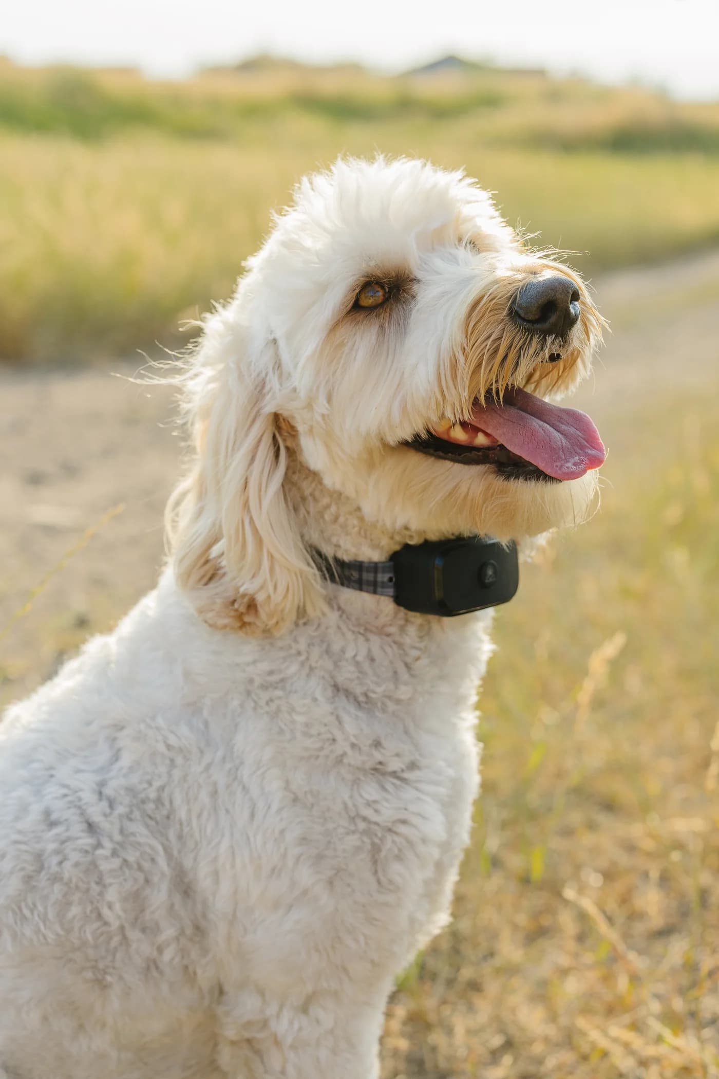 PawTronic Slashes CPA to Sub $150 and Boosts Awareness with UGC Strategy